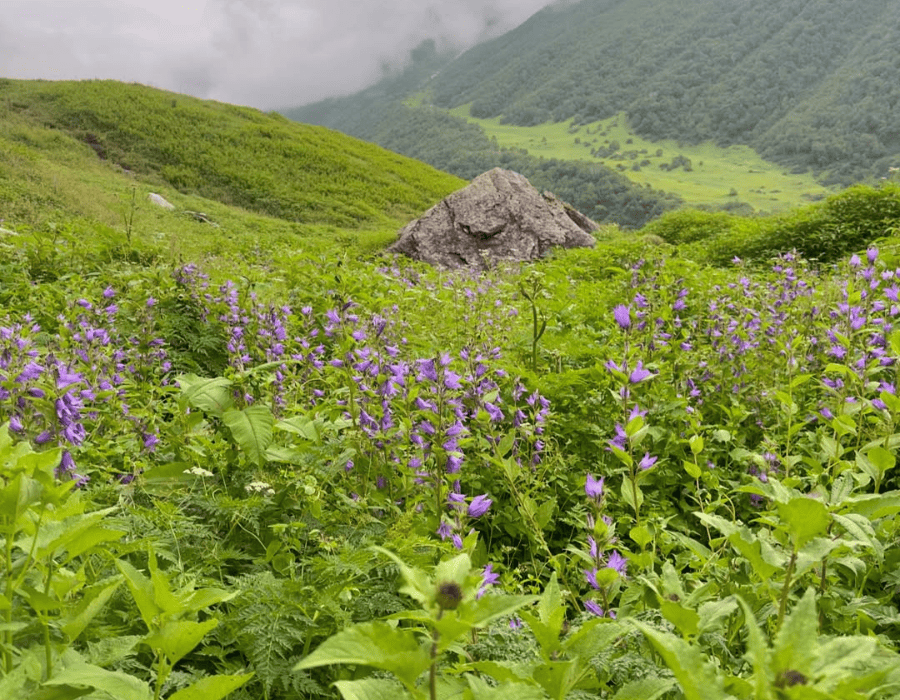Valley of Flowers Trek